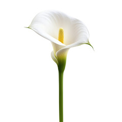 Elegant transparent cala lily flower isolated on a pristine transparent background showcasing its unique shape and beauty, cala lily flower isolated on transparent background