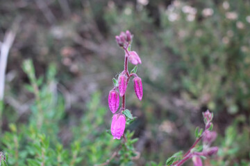 delicate , wild flowers in a meadow