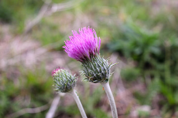 wild, pink flower in the countryside