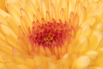 A vibrant macro image of the center of a chrysanthemum.
