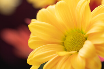 Closeup of a flower with vibrant yellow petals.