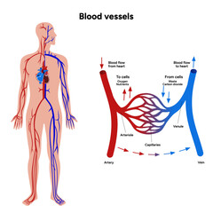 Vital Pathways of Double Circulation in Humans Oxygen Transport in the Body and types of blood vessels
