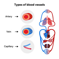 Vital Pathways of Double Circulation in Humans Oxygen Transport in the Body and types of blood vessels artery veins capillary 