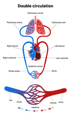 Vital Pathways of Double Circulation in Humans Oxygen Transport in the Body