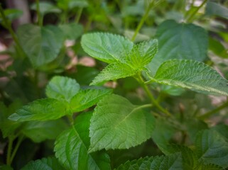 mint leaves in the garden © Pikachu