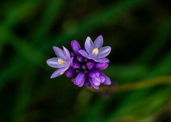 Looking Down On Single Wild Hyacinth Bloom