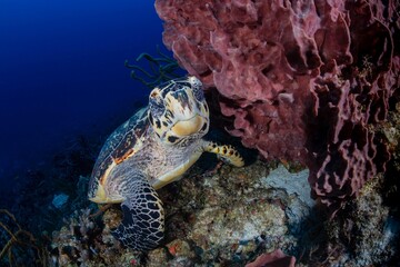 sea turtle swimming