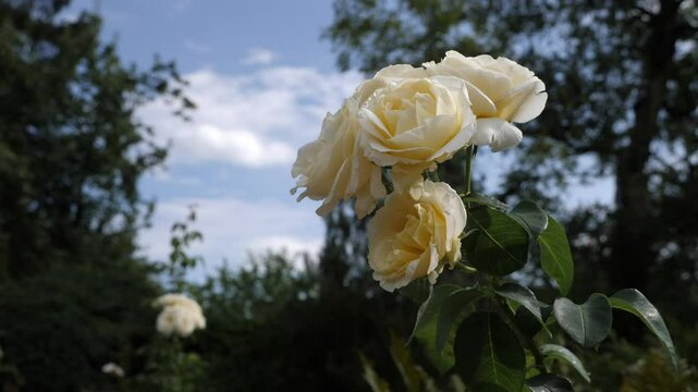Cream Chopin roses against blue sky.