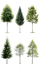 set 6 tree isolated on a white background,Image clean simple background,generation AI