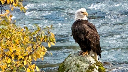 Bald Eagle