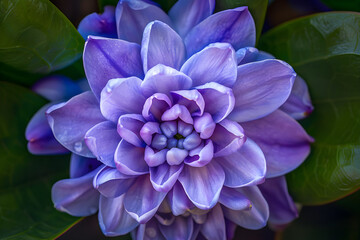 Elegant Purple Hyacinth in Full Bloom Displaying Intricate Petal Details