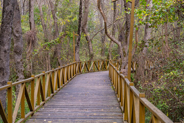Fototapeta premium Wooden pathway in a lush forest with tall trees and green foliage, ideal for nature walks and outdoor exploration, featuring a scenic and tranquil atmosphere. Eco path wooden bridge walkway