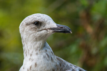 close up of a seagull