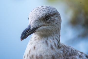 portrait of a seagull
