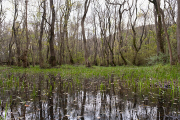 Forest in swamp. Trees in the forest reflected in the water. Wetland area view in nature. Cypress trees