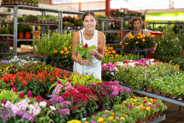 Girl buys and purchase potted celosia plant in flower shop, visitors to wholesale flower market...