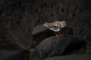 Ruddy Turnstone