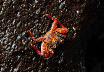 Sally Lightfoot Crab