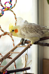 Cockatiel perched on a play gym in a bright room with colorful toys and natural light