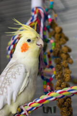 Cockatiel perched on colorful toys in a cozy indoor environment during the afternoon