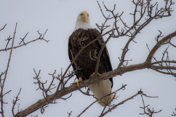 bald eagle perched in a tree