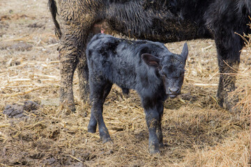 black angus calf
