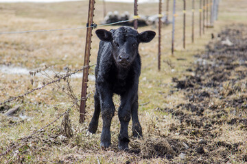 black angus calf walking along a fence © Peter