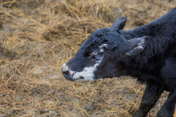 newborn calf