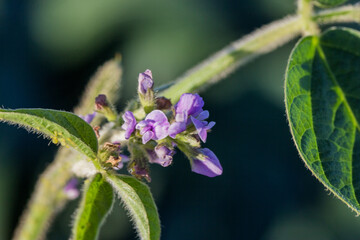 soybean blossom