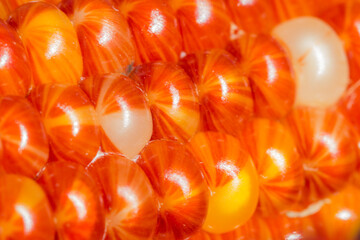 close up of indian corn kernels