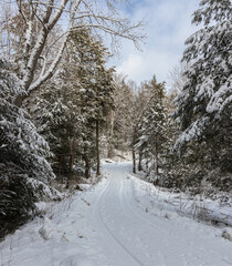 Snow covered trees along country road to Limberlost Conservation Area in Muskoka
