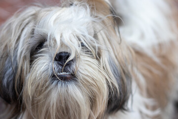 portrait of an ungroomed dog