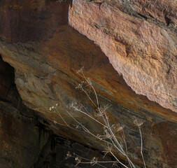 Contrast of tough chiseled Granite rock with delicate withered plant