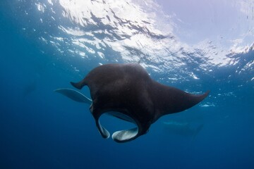 Obraz premium Manta ray