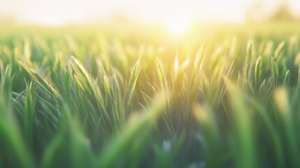 Obraz premium A field of vibrant green grass glowing under the golden hues of a peaceful morning sunrise.