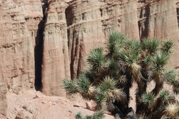 Western Mohave Alimentum, Yucca Brevifolia, a brilliant native arborescent shrub providing critical shade during Summer in harsh environment of the Southern El Paso Mountains, Western Mojave Desert.