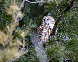 Barred owl