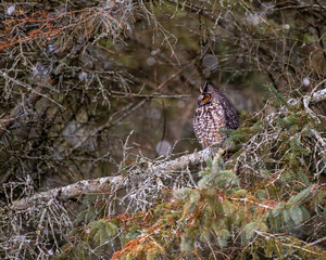Long Eared Owl perched in tree