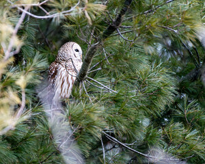 Barred owl
