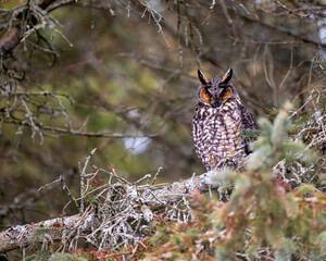 Long Eared Owl perched in tree