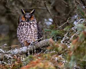 Long Eared Owl perched in tree
