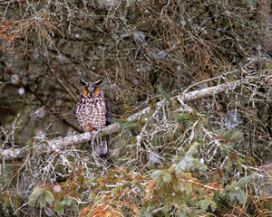 Long Eared Owl perched in tree