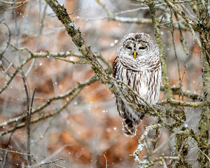 Barred owl