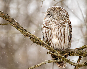Barred owl