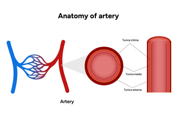 Intricate Structure anatomy and Physiology of human Arteries zoom