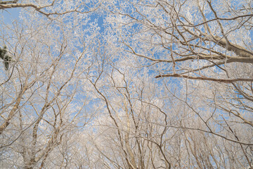 見上げると青空が広がる霧氷の森