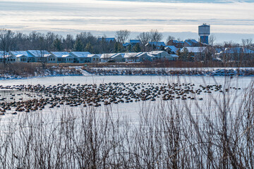 The scenic views of birds, ducks and geese at the lake of Ada Hayden Heritage Park, Ames, Iowa, USA
