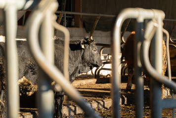 Close-up of a cow standing in a barn, framed by metal railings, with sunlight illuminating its textured fur and surroundings.
