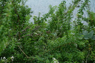 Obraz premium Terre de Bas, Les Saintes, Guadeloupe