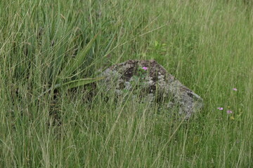 Terre de Bas, Les Saintes, Guadeloupe